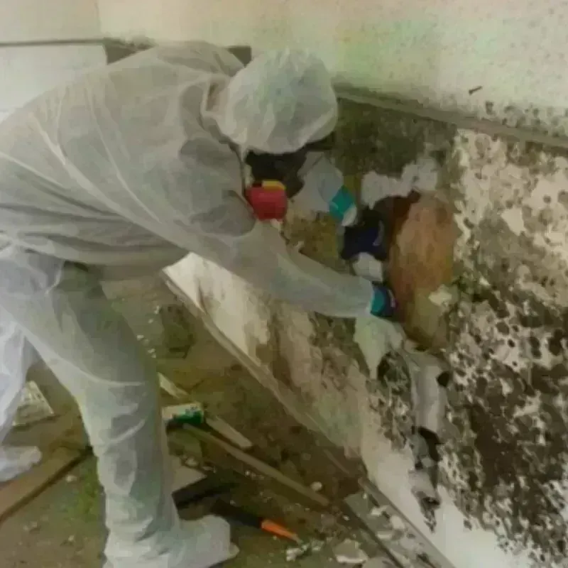 Mold Remediation and Removal in Gambier, OH